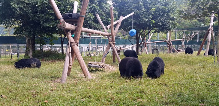 Tổ chức động vật châu Á và hành trình cứu hộ loài Gấu Việt Nam - ảnh 1